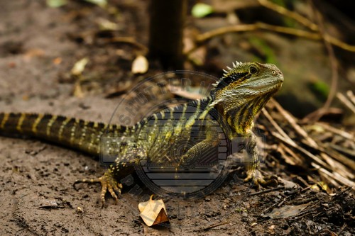 Bearded Dragon